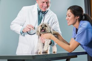 A veterinarian and vet technician are evaluating a dog