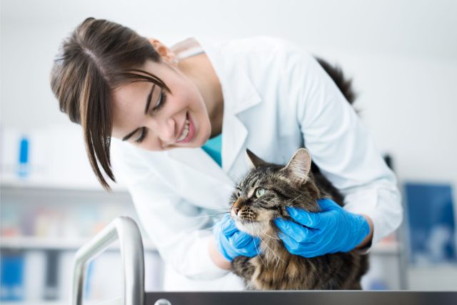 A female veterinary technician is examing a cat