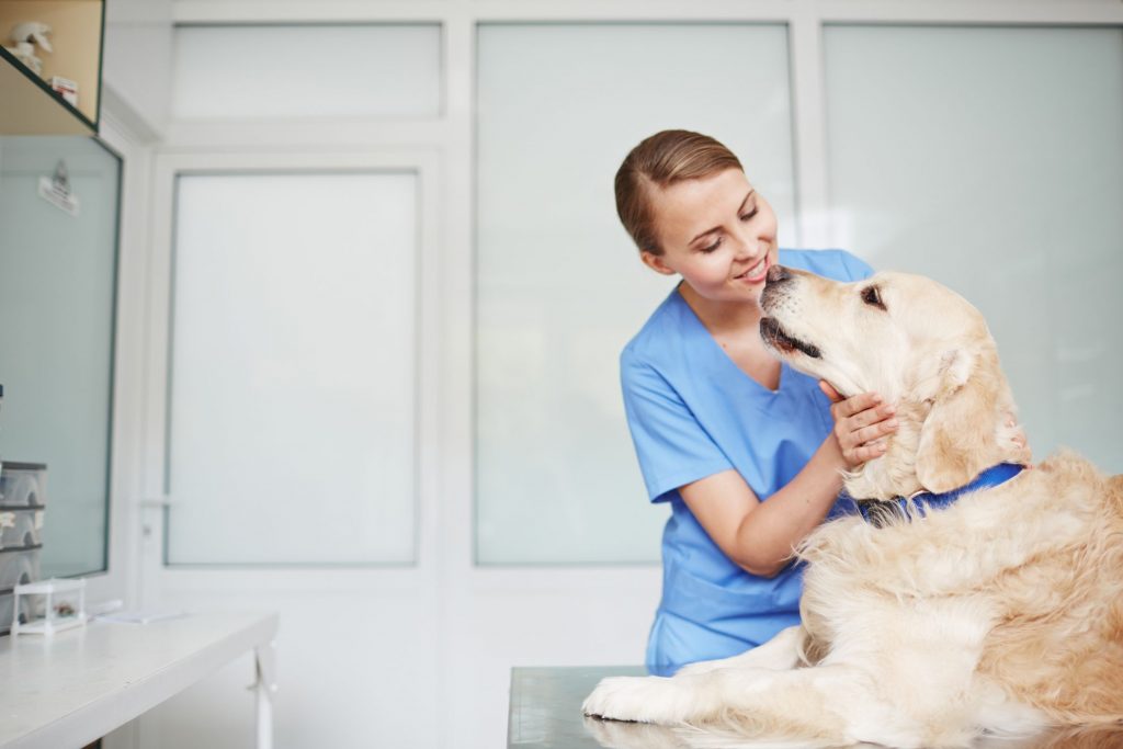 Vet tech careers can be very rewarding.