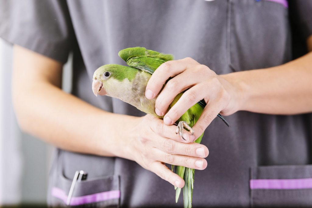 Find a vet tech program that includes an externship opportunity.