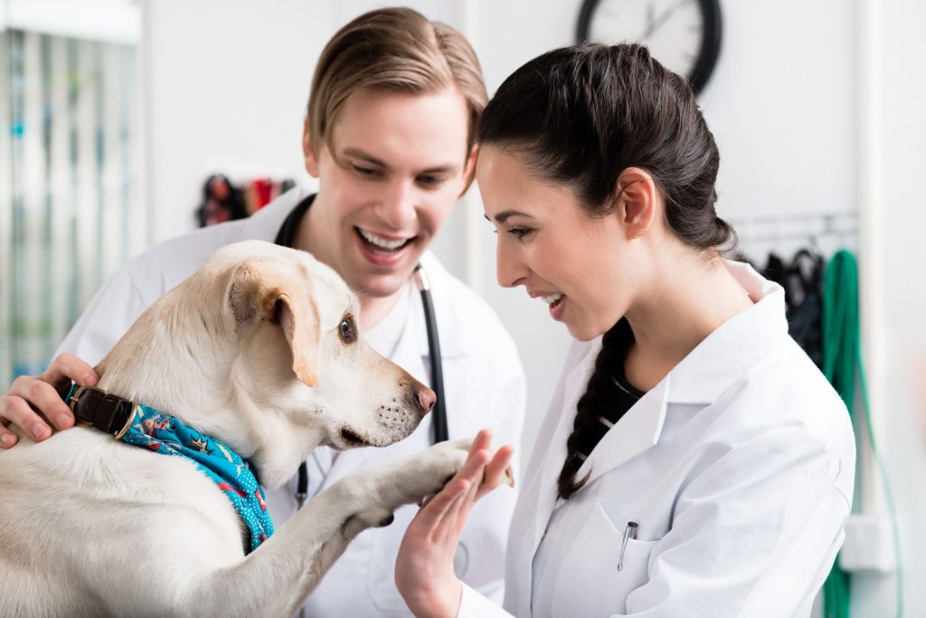 Is a Vet Tech Career Right for You?