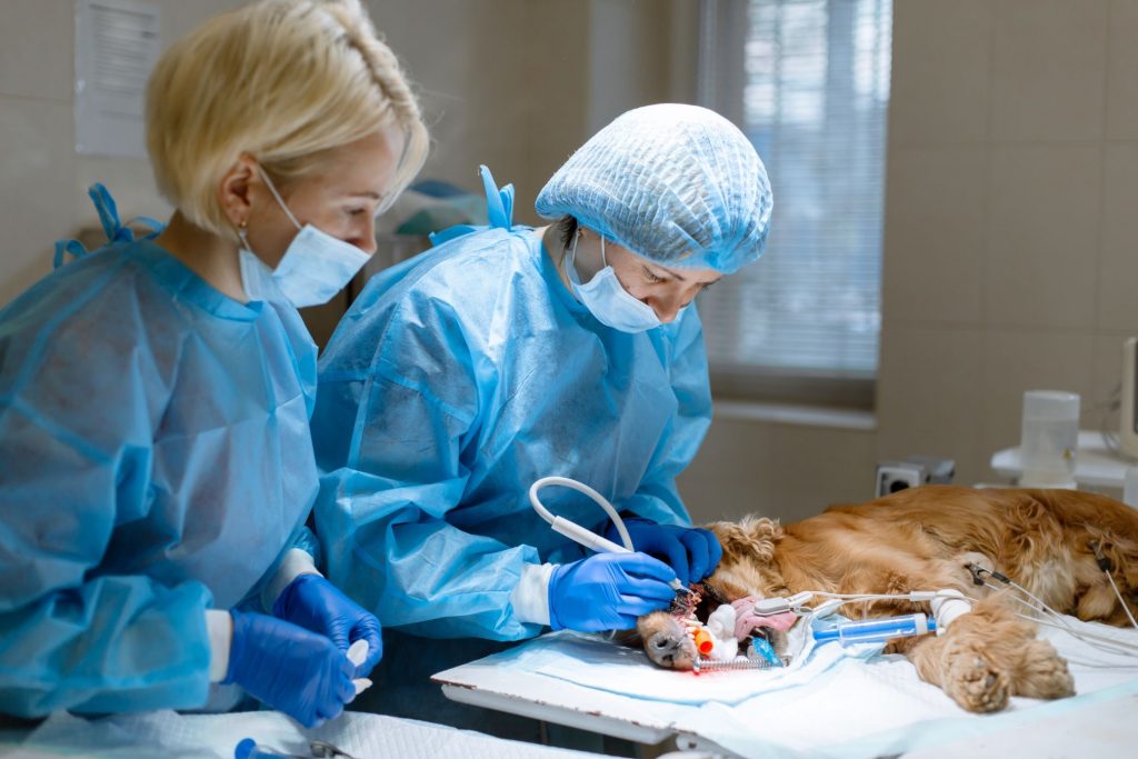 Is a Vet Tech Career Right for You?