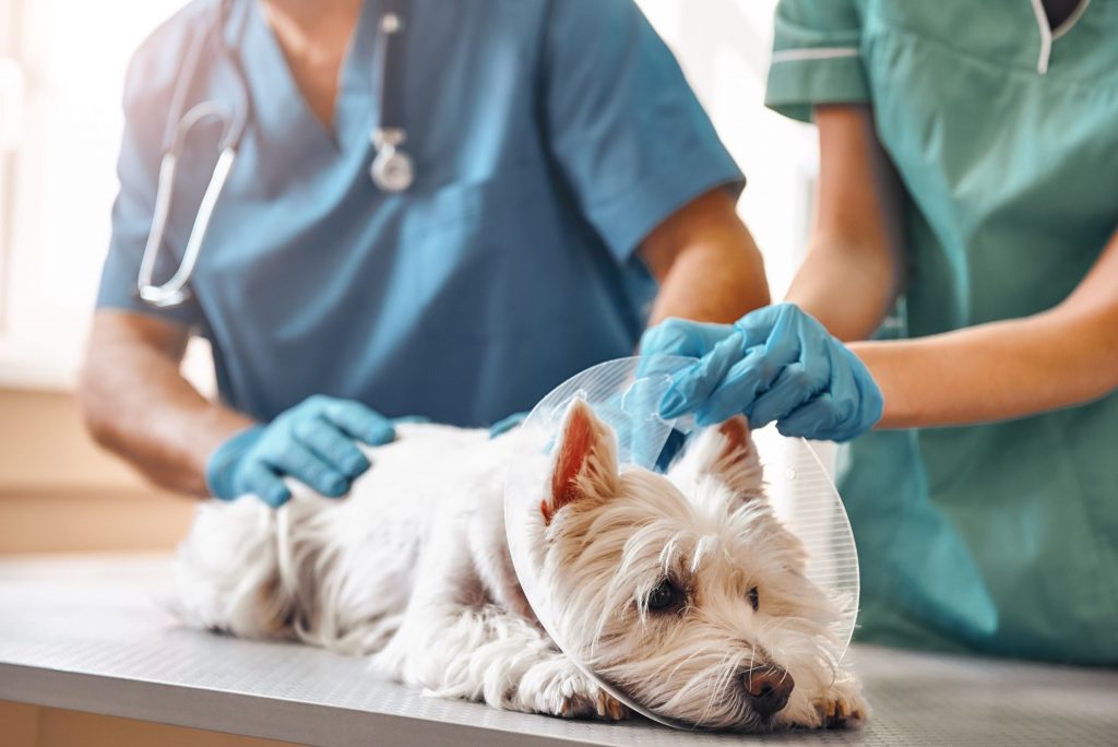 Veterinary Technician with Dog