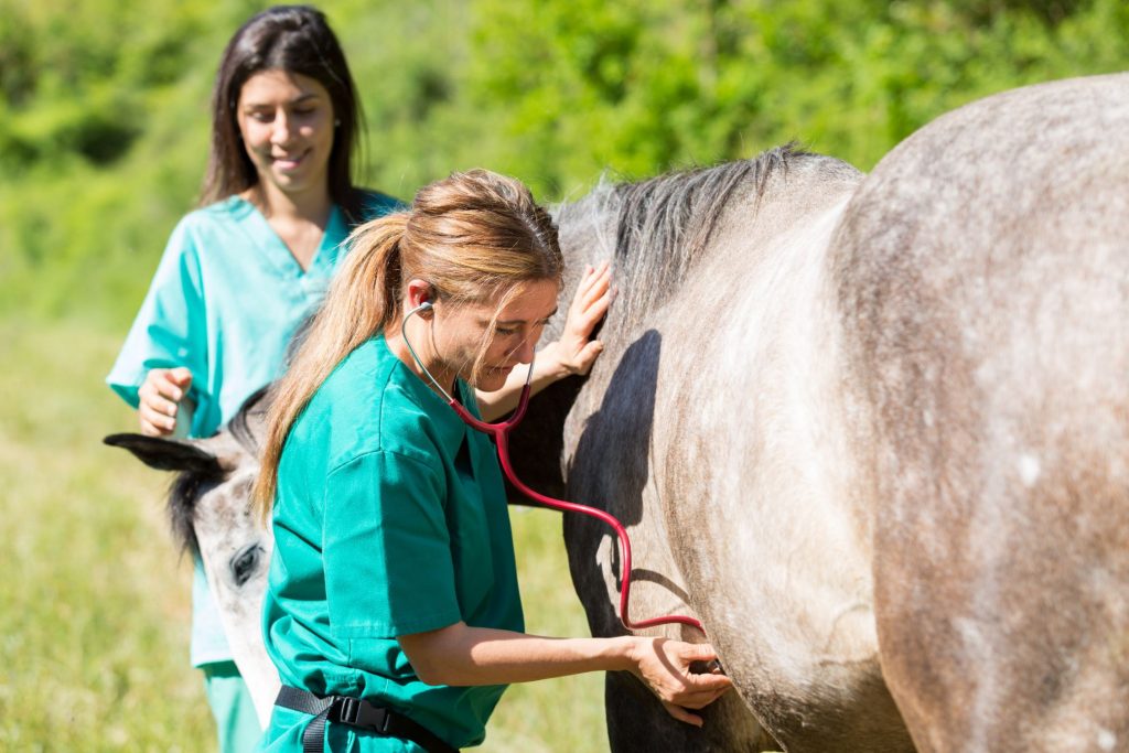 Vet and vet tech with horse