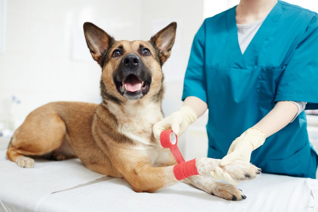 Dog and vet tech