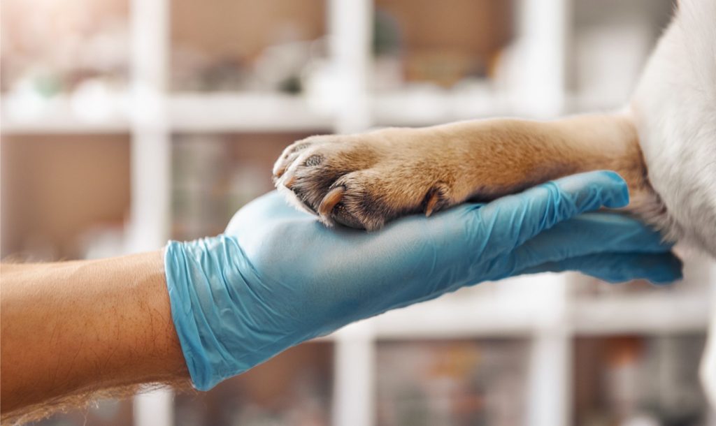 Vet Tech holding Dog Paw