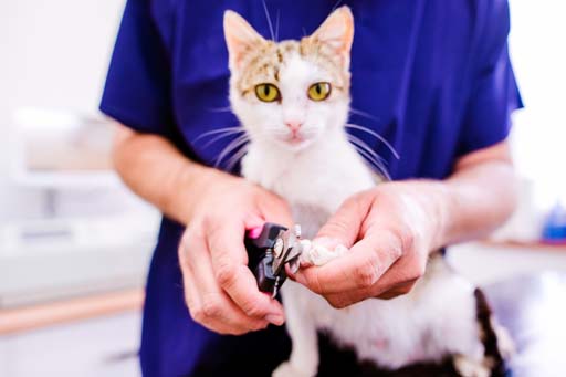 Vet tech trimming a cat's claws