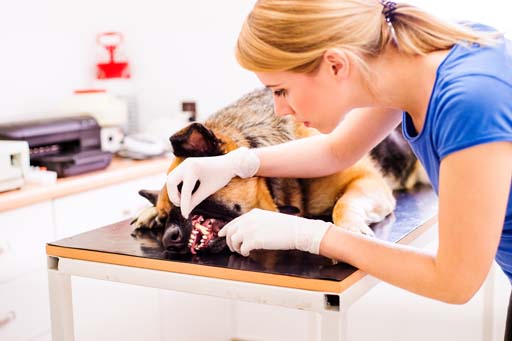 Vet tech examining a dog's teeth