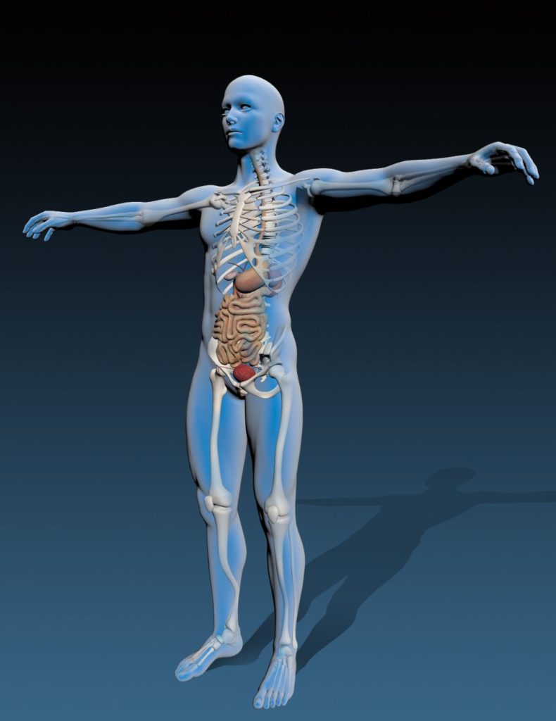 Human Body 3D