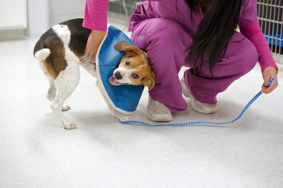 Vet Tech with Dog on Leash